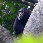 Gorilla Uganda 2010