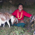 Nepali woman with Heifer goats_PA