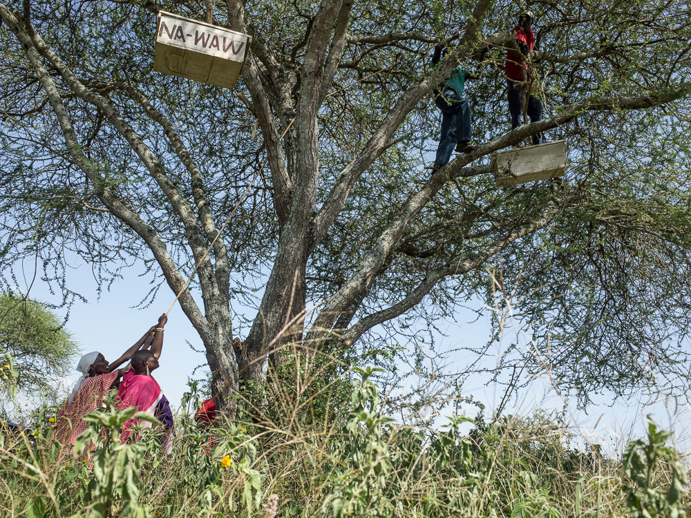 5. Maasai women grantees hang their beehives